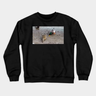 Ducks Searching The Beach For Food Crewneck Sweatshirt